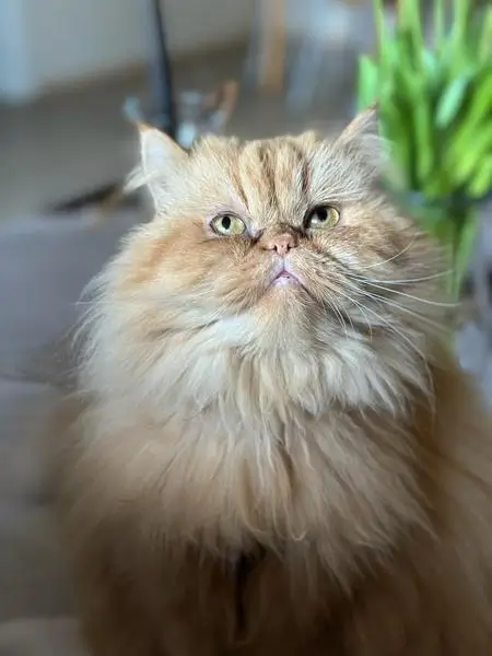 Gatto persiano color crema dal pelo lungo